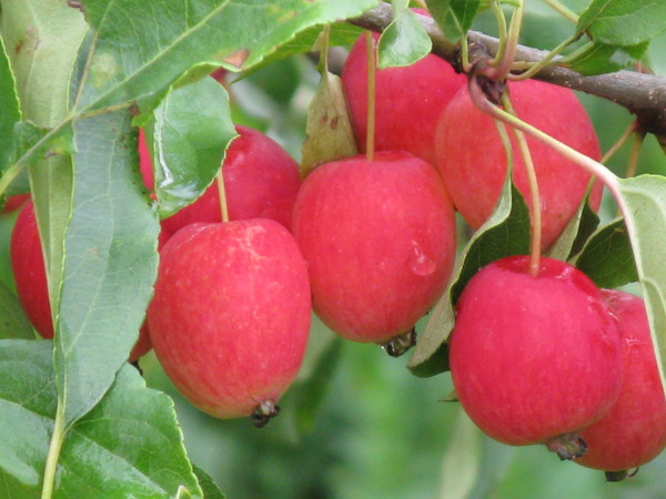 Яблуня Китайка Керр — морозостійкий гібрид з рясним врожаєм